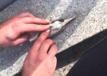 Serçenin hayatını kalp masajı yaparak kurtardı