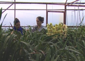 İstanbul’daki 35 yıllık orkide çiftliği