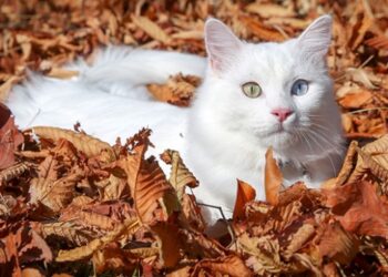 Van kedisi Su en güzel kedi seçildi