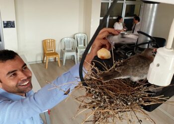 Osmaniye’de ilkokulda kumru hassasiyeti