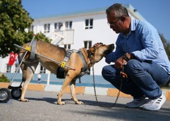 Sakat hayvanlara protez yürüteç yapan Mehmet öğretmen