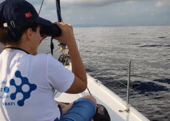 Akdeniz ve Karadeniz’de 11 binden fazla yunus ile balina gözlemlendi