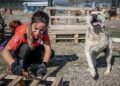 Atık tahtalar sokak köpeklerine yuva oldu