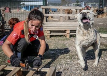 Atık tahtalar sokak köpeklerine yuva oldu