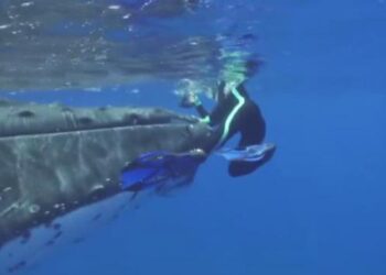 Balina kadının hayatını kurtardı