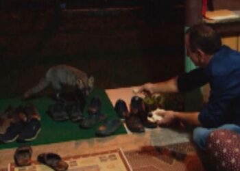 Siyah tilki her akşam yaylacının evine misafir oluyor