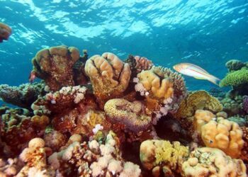 Türkiye’deki sularda 56 yeni canlı türü tespit edildi