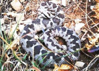 Osmanlı engereğinin yeni alt türü keşfedildi