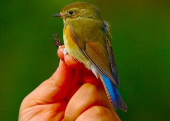 Kızılırmak Deltası Kuş Cenneti’nde mavi kuyruklu bülbül görüldü