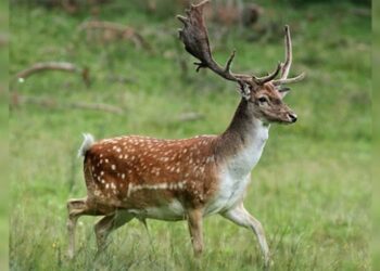 Nesli tehlike altında olan alageyik Toros Dağları’nda görüntülendi