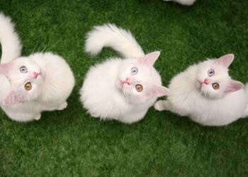 Van kedileri podyumda boy gösterecek