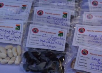 Çiftçiler yerli tohumları takas için Samsun’da buluştu