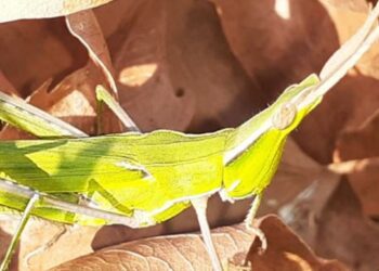 Kazdağları’nda yeni bir çekirge türü keşfedildi