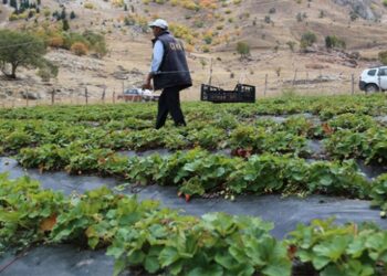 Zedelemeden çilek toplamak için sistem geliştirdi