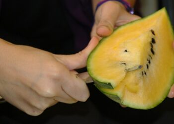 Tayland’dan gelen tohumla sarı karpuz yetiştirdi