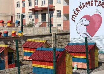 Atık malzemeler sokak hayvanlarına yuva oldu