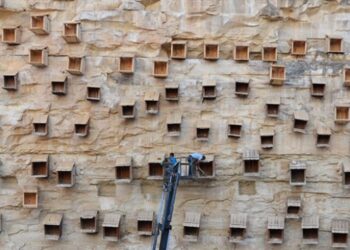 Koruma altındaki kelaynakların yuvaları yenilendi