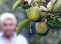 Hakkari’de ılıman iklim meyveleri yetiştirilmeye başladı