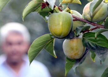 Hakkari’de ılıman iklim meyveleri yetiştirilmeye başladı
