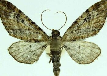 Bitlis’te bulunan güve türüne “Nemrut” adı verildi