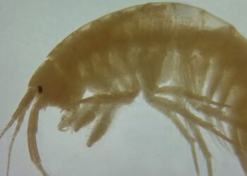 Türk bilim insanları iki yeni canlı türü keşfetti