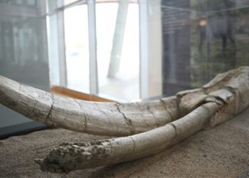 Kayseri’deki fosiller yeni bir türe ait olabilir