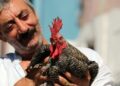 Kesilmekten kurtardığı horozla dost oldu