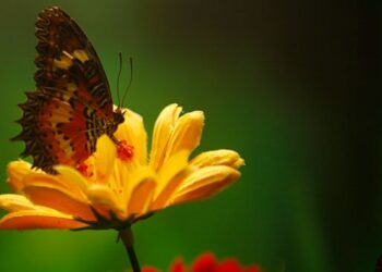 Fotoğraf stüdyosu gibi kelebek bahçesi