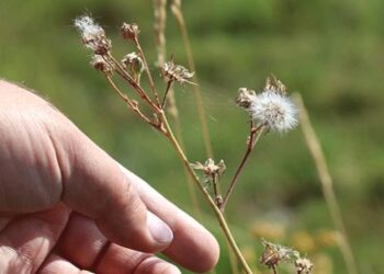 Yeni endemik bitki ve hayvan türleri keşfedildi