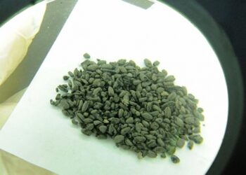 Norik Höyük’te 3 bin yıllık buğday bulundu