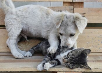 Kedi yavrusu ile köpek yavrusunun dostluğu