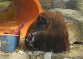 İnsanla eşit yasal hak tanınan ilk orangutan özgürlüğüne kavuşuyor