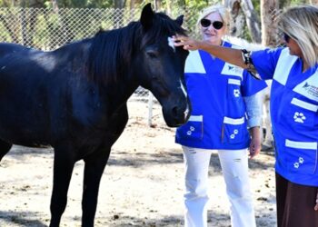 Faytona koşulan atların yeni evi Doğal Yaşam Parkı oldu
