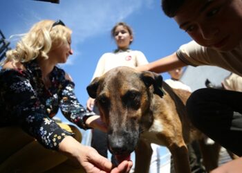 Sokak köpekleri okulun maskotu oldu
