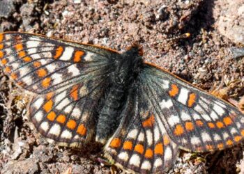 12 bin yaşındaki kelebek Ağrı Dağı’nda yeniden görüntülendi