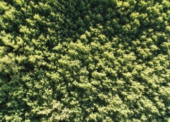 Titrek kavak ormanları Erciyes’e nefes oluyor