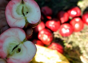 İçi dışı kırmızı olan Posof elması tescillendi