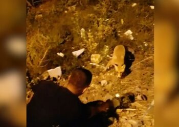 Tilki karnını doyurmak için her gün onun evine gidiyor