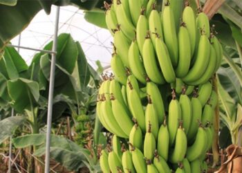 Mersin’de verimi yüksek iki yeni muz çeşidi geliştirildi