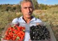 Şifa niyetine goji berry yetiştiriciliğine başladı
