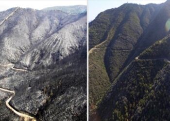 Kül olan ormanlar yeniden yeşile büründü