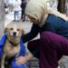 Yağmurda ıslanan köpeği kıyafetiyle kuruladı