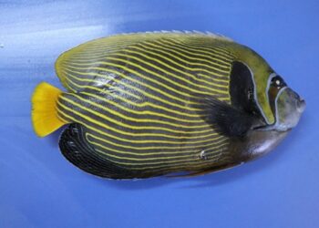 Akdeniz’de rastlanan balığa “Fenerbahçe” adı verildi