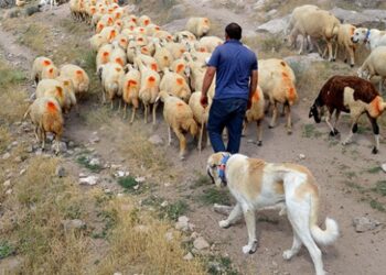 Çin’in koyunları “Anadolu aslanı”na emanet