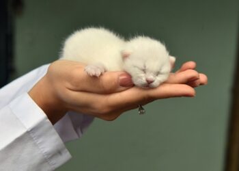 Sincan Hayvanat Bahçesi’nin yeni sakinleri dünyaya gözlerini açtı