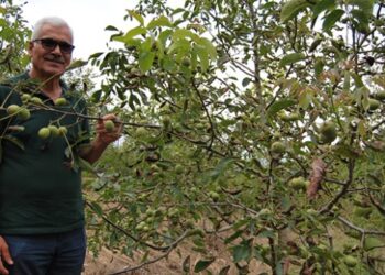 Kayalık araziyi tonlarca toprakla ceviz bahçesine çevirdiler