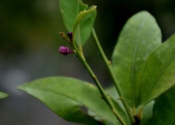 Trabzon lavanta bahçeleriyle de anılacak