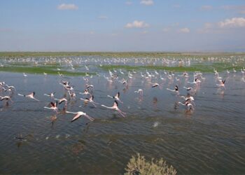 Rehabilite edilen gölet kuş sesleriyle şenleniyor