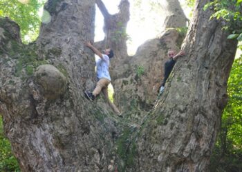 Bursa Karacabey’de 1100 senelik tarihi çınar bulundu