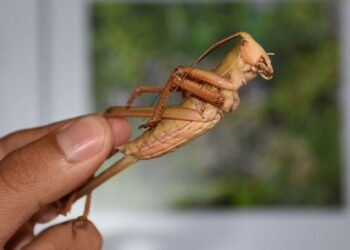 Hakkari’de yeni bir çekirge türü keşfedildi